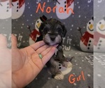 Small Photo #23 Chizer Puppy For Sale in MONTEZUMA, GA, USA