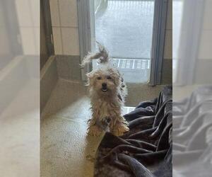 Maltese Dogs for adoption in San Martin, CA, USA