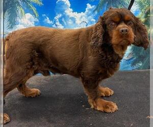 Buster - Male Cavalier King Charles Spaniel Dog for Adoption - Photo #8