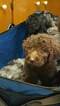 Small Photo #12 Aussiedoodle-Poodle (Standard) Mix Puppy For Sale in ENTERPRISE, AL, USA