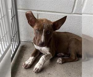 Mutt Dogs for adoption in Houston, TX, USA