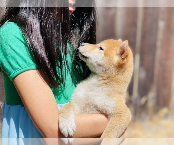 Medium Photo #3 Shiba Inu Puppy For Sale in FREMONT, CA, USA
