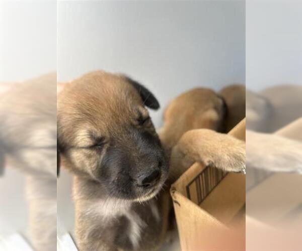 Medium Photo #1 Black Mouth Cur-Unknown Mix Puppy For Sale in Houston, TX, USA