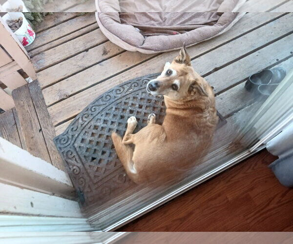 Medium Photo #4 Mutt Puppy For Sale in Fort Collins, CO, USA