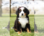 Small Photo #2 Bernese Mountain Dog Puppy For Sale in WOLCOTTVILLE, IN, USA