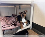 Small German Shepherd Dog