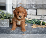 Small Photo #25 Goldendoodle (Miniature) Puppy For Sale in HOLMESVILLE, OH, USA