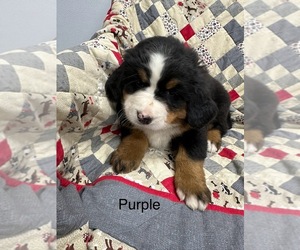 Bernese Mountain Dog Puppy for sale in ENON, OH, USA