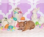 Small #7 Chihuahua