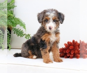 Bernedoodle (Miniature) Puppy for sale in EPHRATA, PA, USA
