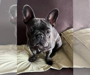 Father of the French Bulldog puppies born on 02/11/2022
