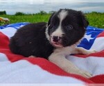 Small Photo #46 Border Collie Puppy For Sale in NORBORNE, MO, USA