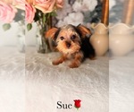 Small #5 Yorkshire Terrier
