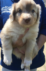 Australian Shepherd Puppy for sale in BAXTER, TN, USA