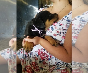 Rottweiler Puppy for sale in FT PAYNE, AL, USA