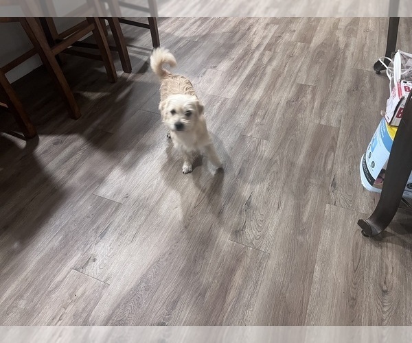 Medium Photo #1 Morkie-Poodle (Miniature) Mix Puppy For Sale in BUCKEYE, AZ, USA