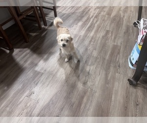 Mother of the Morkie-Poodle (Miniature) Mix puppies born on 04/02/2025