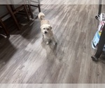 Small Photo #1 Morkie-Poodle (Miniature) Mix Puppy For Sale in BUCKEYE, AZ, USA