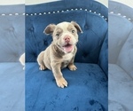 Small Photo #32 English Bulldog Puppy For Sale in MENLO PARK, CA, USA