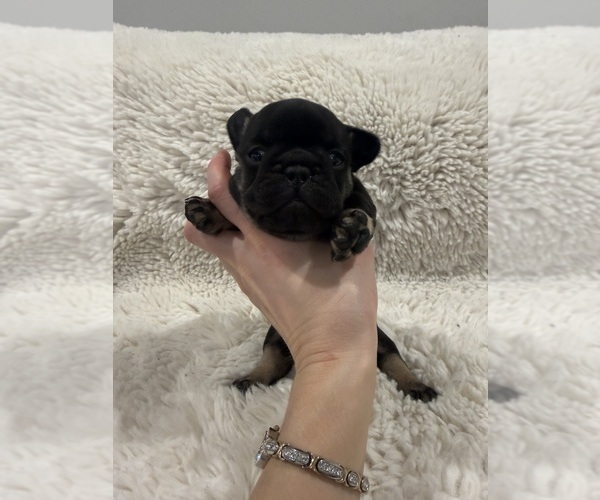 Medium Photo #2 French Bulldog Puppy For Sale in KALISPELL, MT, USA