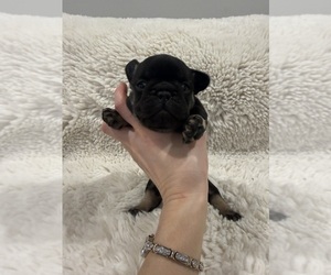 Medium French Bulldog