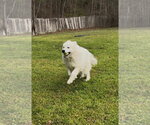 Small #1 Great Pyrenees