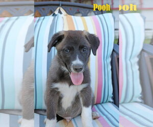 Pooh 5AcreWood - Male Collie-Labrador Retriever Mix Dog for Adoption - Photo #8