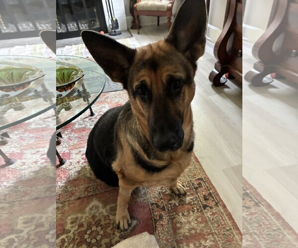 Medium Photo #2 German Shepherd Dog Puppy For Sale in Centreville, VA, USA