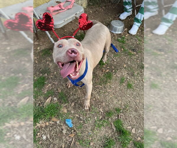 Medium Photo #5 American Staffordshire Terrier-Unknown Mix Puppy For Sale in Jackson, MS, USA