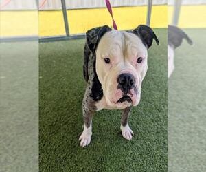 Mutt Dogs for adoption in Fayetteville, NC, USA