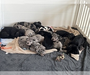 Great Dane Litter for sale in NASHVILLE, TN, USA