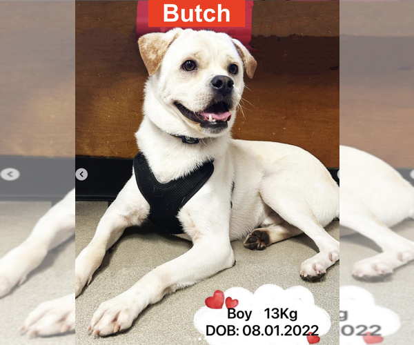 Medium Photo #2 American Bulldog-Labrador Retriever Mix Puppy For Sale in West Hollywood, CA, USA