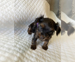 Small Photo #13 Yorkshire Terrier Puppy For Sale in ORLANDO, FL, USA