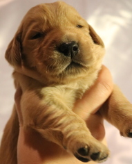 Golden Retriever Puppy for sale in CATOOSA, OK, USA