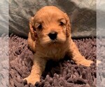 Small Photo #20 Cock-A-Poo Puppy For Sale in MCDONOUGH, GA, USA