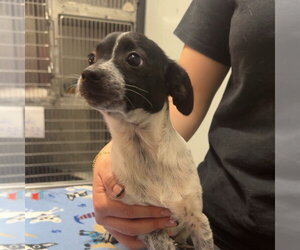 Mutt Dogs for adoption in Chico, CA, USA