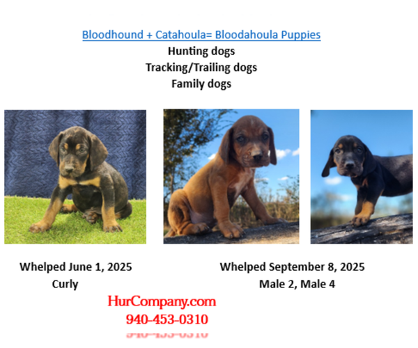 Medium Photo #1 Bloodhound-Catahoula Leopard Dog Mix Puppy For Sale in CUMBY, TX, USA