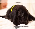 Small Photo #11 Great Dane Puppy For Sale in TWAIN HARTE, CA, USA