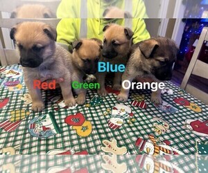 Malinois Puppy for sale in LE CENTER, MN, USA