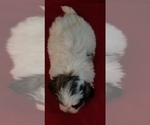 Small Photo #6 Zuchon Puppy For Sale in SHAWNEE, KS, USA