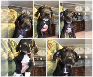 Great Dane Puppy for sale in W WINDSOR, NY, USA