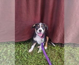 Mutt Dogs for adoption in Woodbury, NY, USA