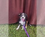 Small Mutt