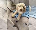 Puppy Ruby Goldendoodle