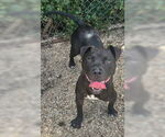 Small Labrador Retriever Mix