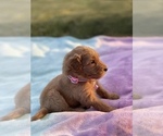 Small Photo #6 Goldendoodle Puppy For Sale in ANTIOCH, TN, USA