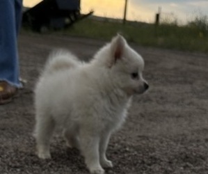 Miniature Spitz Puppy for sale in STRASBURG, CO, USA