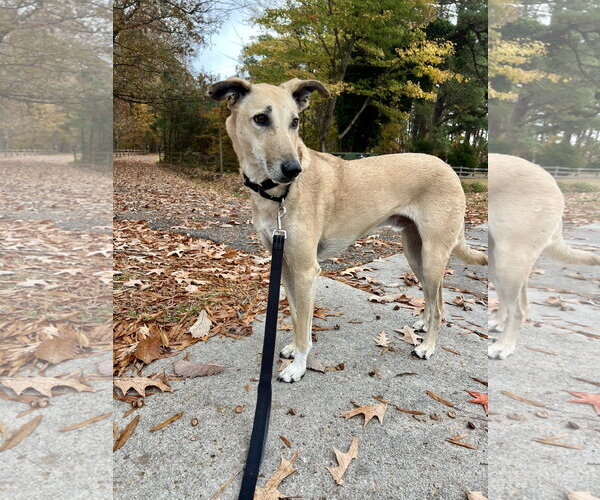 Medium Photo #3 Mutt Puppy For Sale in Norfolk, VA, USA