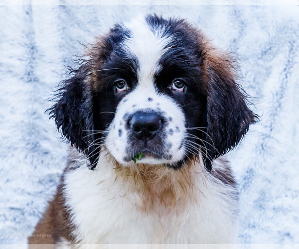 Medium Photo #2 Saint Bernard Puppy For Sale in WAKARUSA, IN, USA