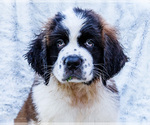 Small #1 Saint Bernard